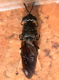 Black Soldier Fly